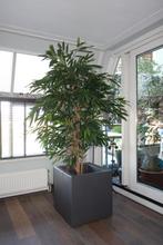 NATUURGETROUWE ROYAL LONGIFOLIA BOOM - KUNSTBOOM, Ophalen, Zo goed als nieuw, Binnen