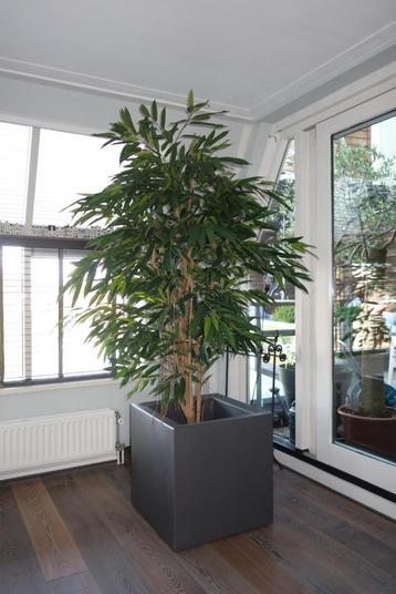 NATUURGETROUWE ROYAL LONGIFOLIA BOOM - KUNSTBOOM beschikbaar voor biedingen