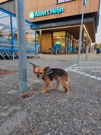 Chihuahua teefje 4 jaar, Dieren en Toebehoren, Honden | Herdershonden en Veedrijvers, Rabiës (hondsdolheid), Overige rassen, Teef