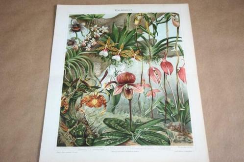 Antieke kleurenlithografie - Orchideeën - Circa 1900 !!, Antiek en Kunst, Kunst | Litho's en Zeefdrukken, Ophalen of Verzenden