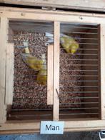 ^ ^ ^ Mannen geel agaat opaal bont ^ ^ ^, Dieren en Toebehoren, Vogels | Kanaries, Mannelijk, Kleurkanarie