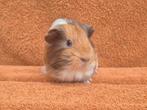 Violet amber wit sheltie beertje zeldzaam bijzonder apart, Cavia, Juni, Mannelijk, Tam