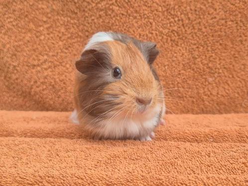 Violet amber wit sheltie beertje zeldzaam bijzonder apart, Dieren en Toebehoren, Knaagdieren, Mannelijk, Cavia, Juni, Tam