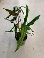 Alocasia Sabrina Narrow - P19 Pot, Huis en Inrichting, Kamerplanten, Overige soorten, In pot, Minder dan 100 cm, Groene kamerplant