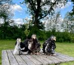 Cochin hennen, Dieren en Toebehoren, Pluimvee, Vrouwelijk, Kip