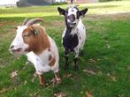 Dwerggeiten, Dieren en Toebehoren, Schapen, Geiten en Varkens, Vrouwelijk, Geit, 3 tot 5 jaar