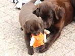 Labrador pups van ouders met stamboom, Nederland, Labrador retriever, Meerdere, Meerdere dieren