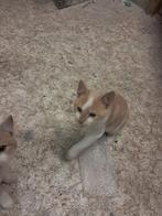 Kittens, Meerdere dieren, Kortharig, 0 tot 2 jaar