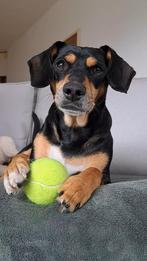 apollo zoekt baasje stichting Tigger foundation, Dieren en Toebehoren, Honden | Niet-rashonden, 3 tot 5 jaar, Rabiës (hondsdolheid)