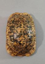 Taxidermie. Schildpad schild. Rond 1900., Verzamelen, Dierenverzamelingen, Gebruikt, Ophalen of Verzenden, Beeldje of Figuurtje