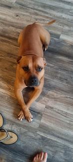 Pitbull reu van 7 jaar jong., Dieren en Toebehoren, 6 jaar of ouder, Eén hond, Nederland, Particulier