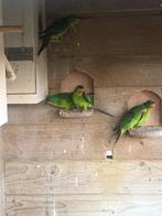 Swiftparkieten, Dieren en Toebehoren, Meerdere dieren, Parkiet