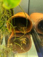 L448 Honeycomb Pleco, Vis