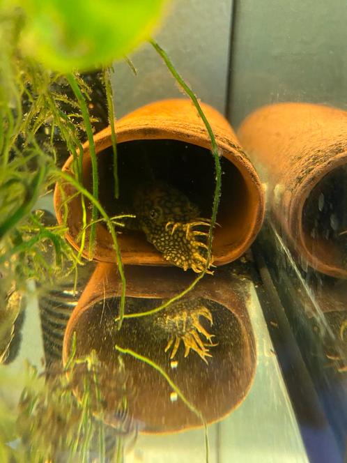 L448 Honeycomb Pleco, Dieren en Toebehoren, Vissen | Aquariumvissen, Vis
