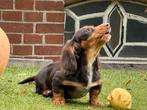 Langhaar teckel pup herplaatser goed lezen 500€, Dieren en Toebehoren, Honden | Teckels en Dashonden, Standaard, Nederland, 15 weken tot 1 jaar