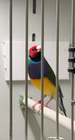 Mooie gould amadine man, Dieren en Toebehoren, Vogels | Overige Vogels, Mannelijk, Tropenvogel