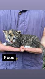 Kittens te koop, Dieren en Toebehoren, Meerdere dieren, Kortharig, 0 tot 2 jaar