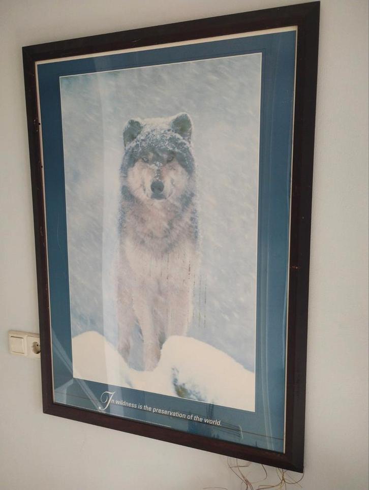 Wolf in de sneeuw ingelijste print (Artic Wolf), Verzamelen, Posters, Ophalen