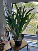Zijde planten 2 stuks in 1 koop, Huis en Inrichting, Woonaccessoires | Kunstplanten en Kunstbloemen, Ophalen, Zo goed als nieuw