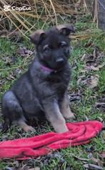 Duitse Herder pup reutje uit super bloedlijn, Dieren en Toebehoren, Honden | Herdershonden en Veedrijvers, Particulier, 8 tot 15 weken