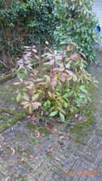 tuin struiken, Tuin en Terras, Ophalen, Overige soorten, Struik, Minder dan 100 cm