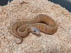 1.0 Super pastel pinstripe DH Hypo Clown ball python regius, Dieren en Toebehoren, Slang, Tam, 0 tot 2 jaar