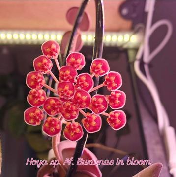 Hoya sp. af. burtonae  beschikbaar voor biedingen