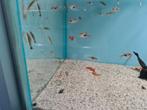 Otocinclus vittatus dwergalgeneter, algeneter, Vis, Zoetwatervis