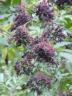 Sambucus nigra – Vlierbes, Bio (in pot of los wortelgoed), Volle zon, Vaste plant, Ophalen of Verzenden, Fruitplanten