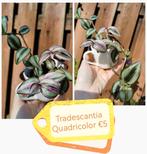 Tradescantia Quadricolor plantje, Huis en Inrichting, Kamerplanten, Ophalen of Verzenden