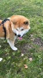 Akita 100% Akita, Dieren en Toebehoren, 15 weken tot 1 jaar, Reu, Eén hond, Nederland