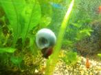 Posthoornslakjes, Dieren en Toebehoren, Vissen | Aquaria en Toebehoren, Ophalen, Nieuw, Overige typen