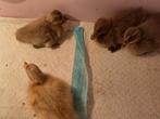 Indische loopeend pulletjes, Dieren en Toebehoren, Geslacht onbekend, Eend