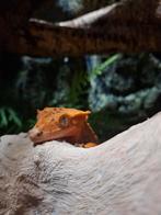 6 wimpergekko's en 2 baby's, Dieren en Toebehoren, Reptielen en Amfibieën, Hagedis, 0 tot 2 jaar