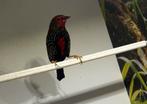 1-1 Emblema Picta, Dieren en Toebehoren, Meerdere dieren, Tropenvogel, Geringd
