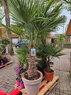 Palmbomen stam 70cm - 200cm hoog - 170 euro, Tuin en Terras, Planten | Bomen, Volle zon, Ophalen of Verzenden, 100 tot 250 cm
