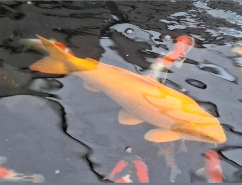 prachtige karashi zeer tam 63 cm zeer goede vis, Dieren en Toebehoren, Vissen | Vijvervissen, Karper of Koi