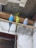 Parkieten, Dieren en Toebehoren, Vogels | Overige Vogels, Meerdere dieren, Geringd