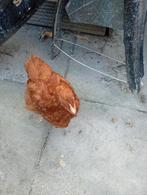 Leg kippen of hanen, Dieren en Toebehoren, Pluimvee, Meerdere dieren, Kip