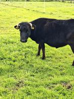 Dahomey mini rund, Dieren en Toebehoren, Runderen, Meerdere dieren