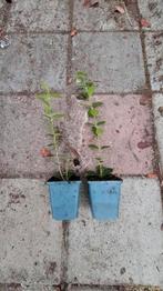 ACTIE NU€0.50 Ligustrum ovalifolium groenblijvende liguster, Tuin en Terras, Planten | Struiken en Hagen, Ophalen of Verzenden
