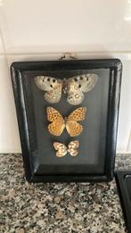 Oud vlinderkastje met 3 vlinders, Ophalen of Verzenden