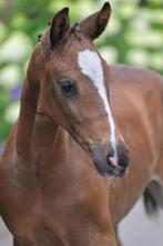 Aansprekend hengstveulen Cero Bleu TN x Floris TN x Ramiro Z, Dieren en Toebehoren, Springpaard, Gechipt, Niet van toepassing
