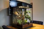 Terrarium met wimpergekko (3 jaar oud), Dieren en Toebehoren, Reptielen en Amfibieën, Hagedis, Met terrarium, 3 tot 6 jaar