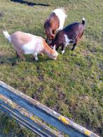 Dwerg geiten drachtig, Vrouwelijk, Geit, 0 tot 2 jaar