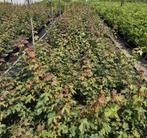 Acer campestre esdoorn | bosplantsoen | Haagplanten, Ophalen of Verzenden, Esdoorn