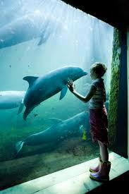 2 e tickets voor het Dolfinarium Harderwijk beschikbaar voor biedingen