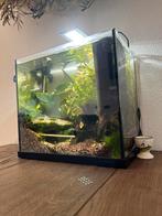 Superfish start 30 aquarium neocaridina  shrimp en gobi, Ophalen, Zo goed als nieuw, Gevuld zoetwateraquarium