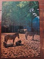Dieren - Zebra, Ophalen of Verzenden, Gelopen, Wild dier