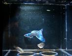 Blue moscow guppen eigen kweek losse mannen of trio’s, Dieren en Toebehoren, Vissen | Aquariumvissen, Vis, Zoetwatervis